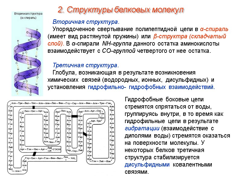 Вторичная структура. Упорядоченное свертывание полипептидной цепи в α-спираль (имеет вид растянутой пружины) или β-структра
